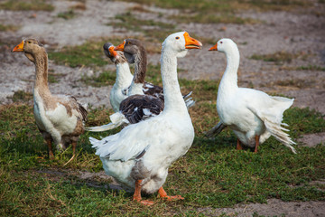 Naklejka na ściany i meble Flock of domestic geese walks and grazes in the corral for the animals and birds Farm. aviculture. Breeding animals at home.