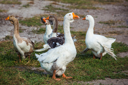 Flock of domestic geese walks and grazes in the corral for the animals and birds Farm. aviculture. Breeding animals at home.