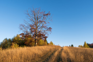 Obraz premium Autumn landscape with a road in the dry grass