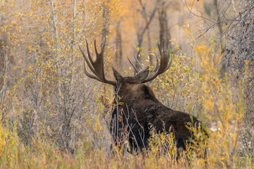 Bull Moose in Autumn
