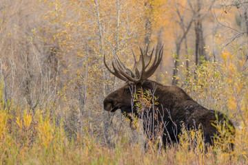 Bull Moose in Autumn