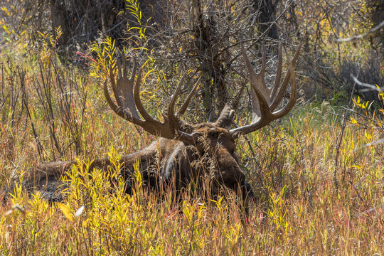 Bull Moose in Autumn
