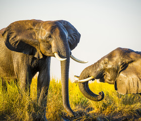 Naklejka premium Elephants Playing In Mud