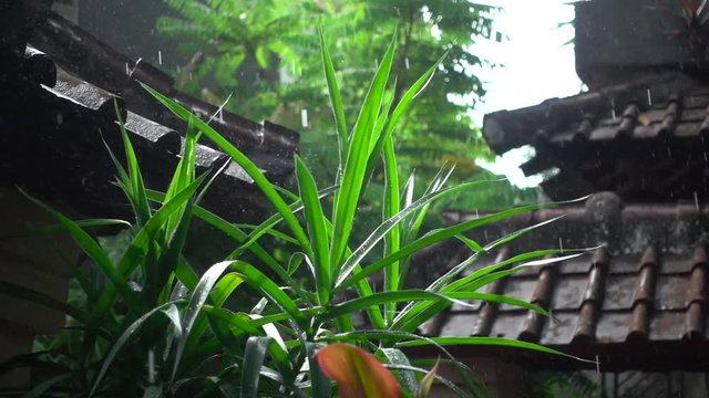 Raindrops Breaking on Leaves of Plants. Slow Motion