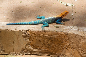 Colorful Agama , Masai Mara, Kenya