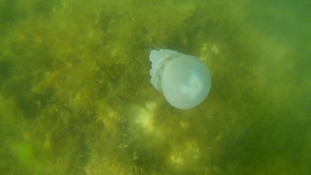 Barrel jellyfish (Rhizostoma pulmo) swims in the water  Black Sea, Ukraine.