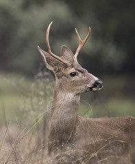 Beautiful Buck