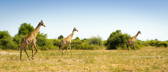 Herd of Giraffes in Africa