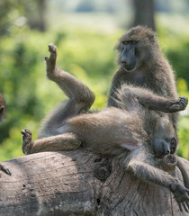 Baboon Grooming
