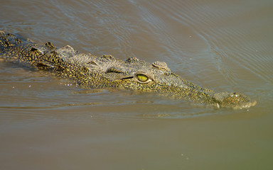 Crocodile in Hippo Pool, Serengeti, Africa