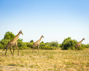 Herd of Giraffes in Africa