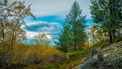 Fototapeta na wymiar Autumn tundra