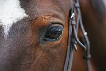 An eye of a dark brown horse