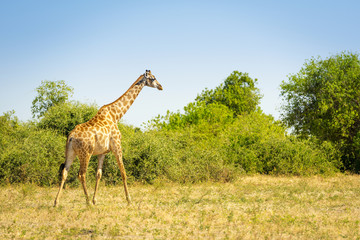 Naklejka na ściany i meble Wild Giraffe In Africa