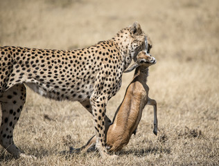 Cheetah with Gazelle Kill