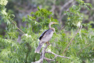Anhinga on branch