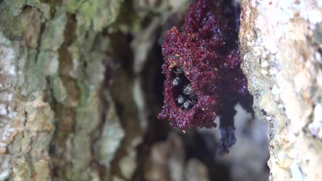 Stingless Honey Bees Or Meliponines Nest. Stingless bees, sometimes called stingless honey bees or simply meliponines, are a large group of bees of about 500 species.