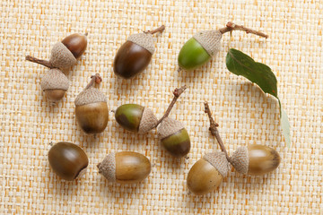 ドングリと落葉