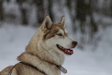 Husky im Winter II