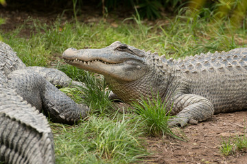 Lazy crocodile laying on grass after lunch