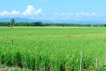 Beautiful green rice paddy field. Rice terrace, thailand
