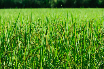 Beautiful green rice paddy field. Rice terrace, thailand