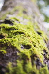 green moss on tree in forest