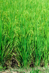 Beautiful green rice paddy field. Rice terrace, thailand