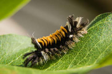 Milkweed tussock moth caterpillar (Lymantriidae)