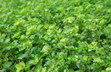 Little leaf fresh green background