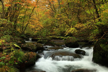 奥入瀬渓流の紅葉