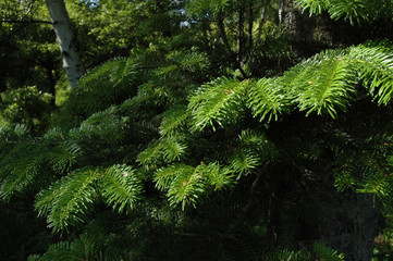 It leaves of Japanese yew in Nagano Japan in June.