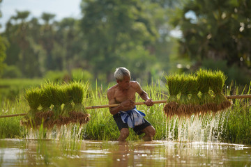 old farmer working