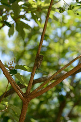 A Japanese cicadas-Cryptotympana facialis- perched on a cherry tree in July.