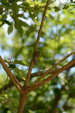 A Japanese cicadas-Cryptotympana facialis- perched on a cherry tree in July.