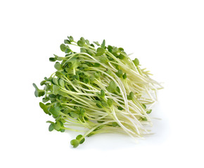  alfalfa sprouts or kai wah-rei on white background