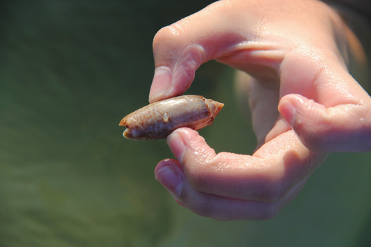 Child holding a lettered olive shell in fingers/hand with green water background