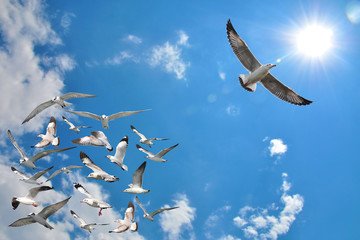 Obraz premium grupa latających ptaków mewy