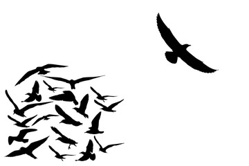 Obraz premium group of flying seagull birds