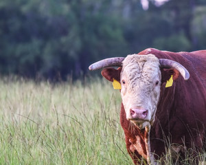 Horned Hereford Bull