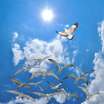 group of flying seagull birds