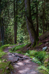 Wanderweg im schattigen Wald