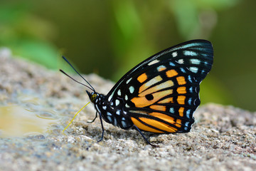 Eastern Courtier Butterfly
