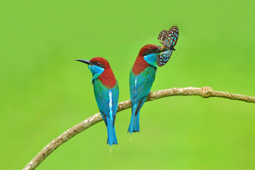 Blue-throated Bee-eater bird