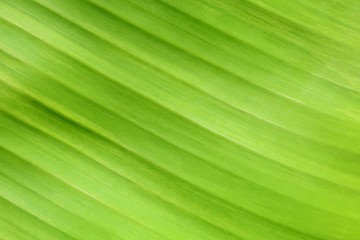 beautiful banana leaf texture background-closeup