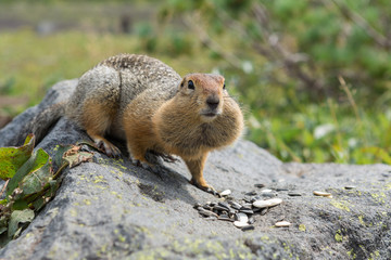 Arctic ground squirrel eating seeds on rock. Kamchatka.