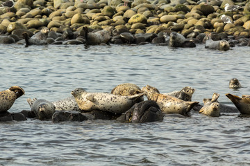 Pusa is a genus of earless seals.