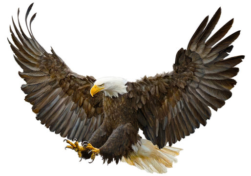 Bald eagle swoop landing hand draw and paint on white background vector illustration.