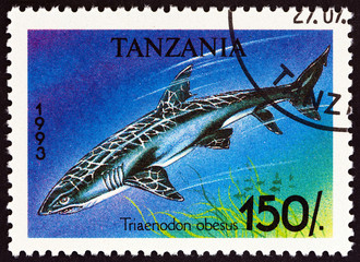 Whitetip reef shark, Triaenodon obesus (Tanzania 1993)