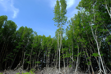 Fototapeta premium the magnificent mangrove forest 